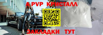 стафф Кингисепп