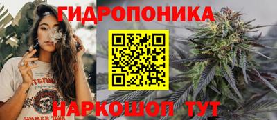 стафф Кингисепп